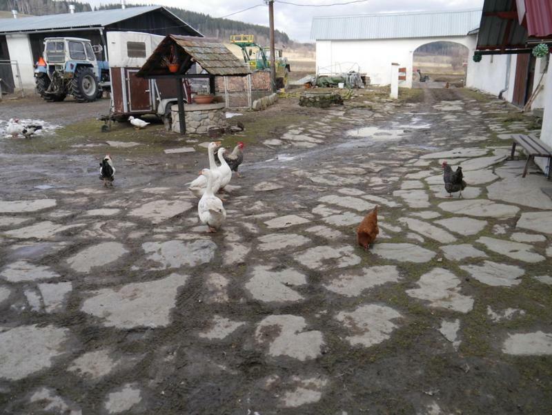 Pod Kasztanem Gospodarstwo Agroturystyczne Stronie Slaskie Bagian luar foto